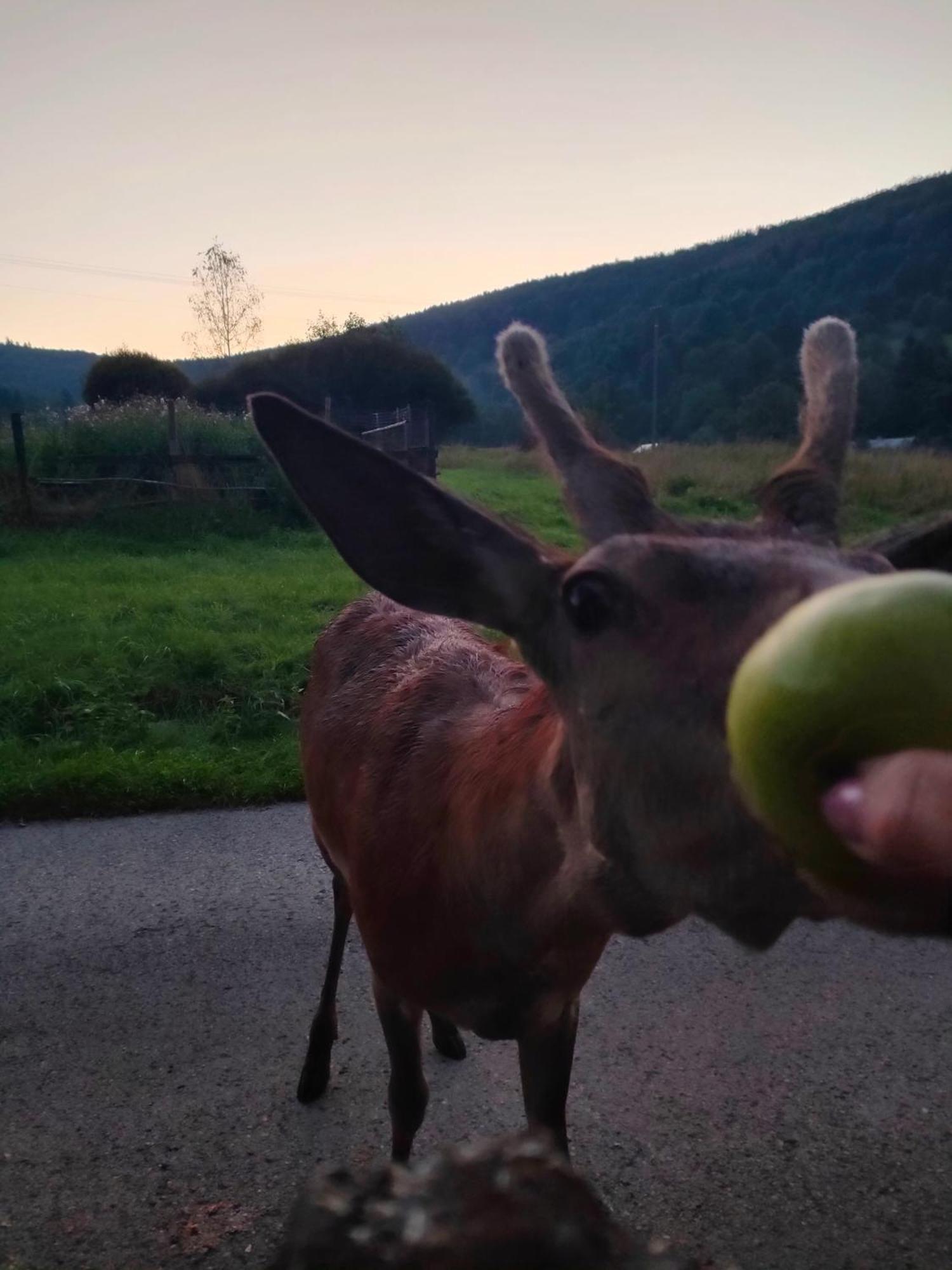 Goralska Czarcia Chata Pod Jalowcem Stryszawa Exterior foto